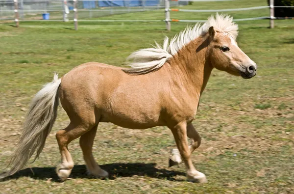 Louisville mini horse Bandit case highlights one-acre livestock rule as Metro Council considers grandfathering changes
