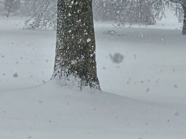 Snowed In: Louisville Braces for Historic 'Winter Storm Fern' Impacts