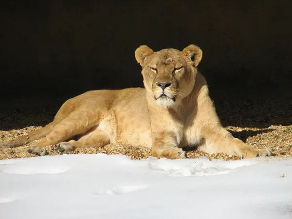 Louisville Zoo Closes Jan. 25–26 as Snow Falls, While Animal Care Continues Behind the Scenes